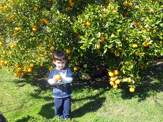 At home, picking oranges