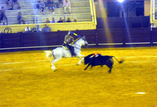 Bullfights_20100814_002