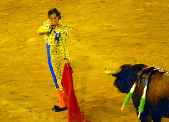 Bullfights_20100814_005