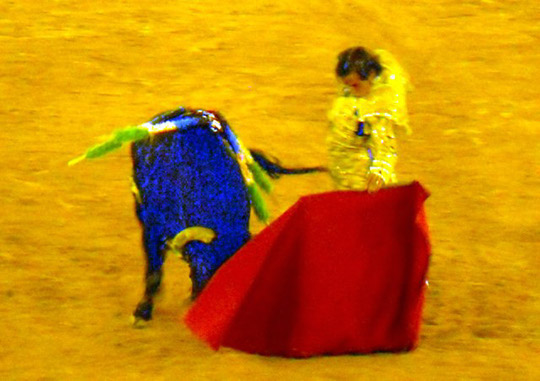 Bullfights_20100814_009