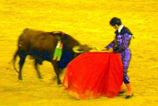 Bullfights_20100814_007