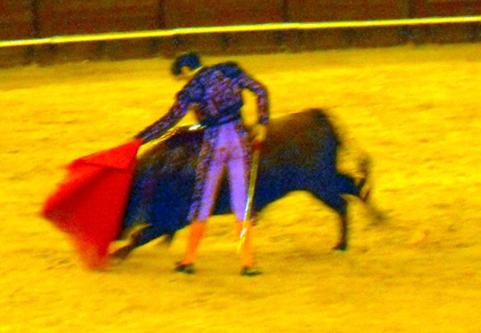 Bullfights_20100814_006