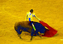 Bullfights_20100814_004