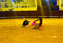 Bullfights_20100814_003